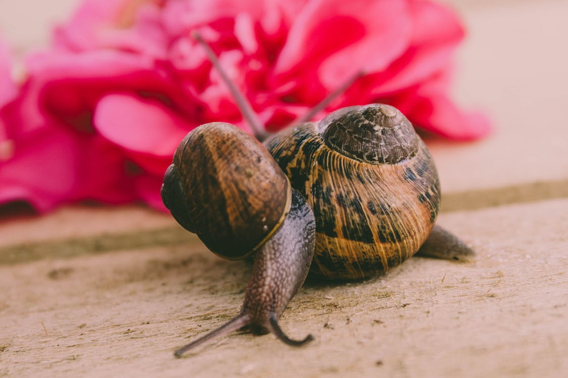 snail facial 