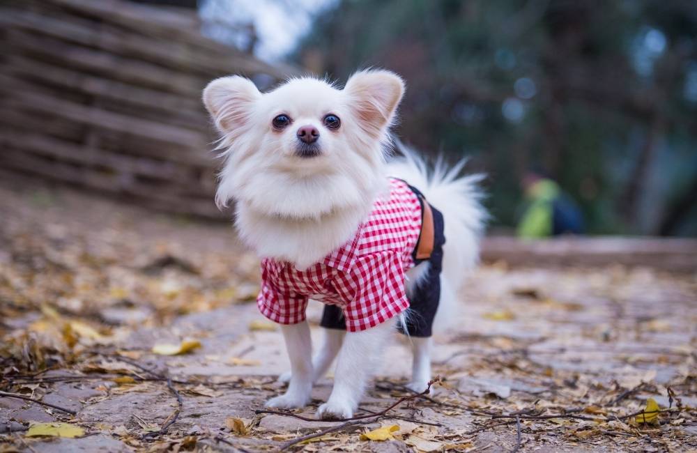 dog clothing brand name ideas